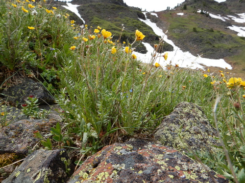 Geum rossii