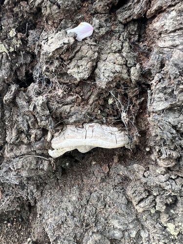 Ganoderma applanatum