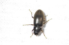 Pelonomus obscurus