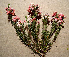 Erica melanthera