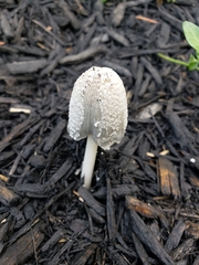 Coprinellus flocculosus