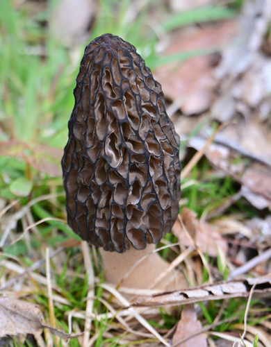 Morchella importuna