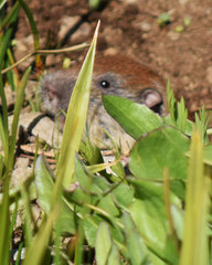Thomomys monticola