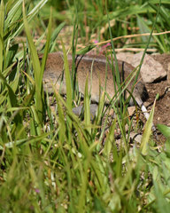 Thomomys monticola