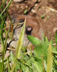 Thomomys monticola