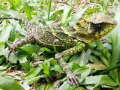 Gonocephalus kuhlii