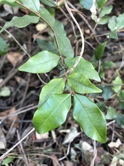 Syzygium francisii