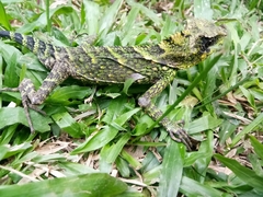 Gonocephalus kuhlii