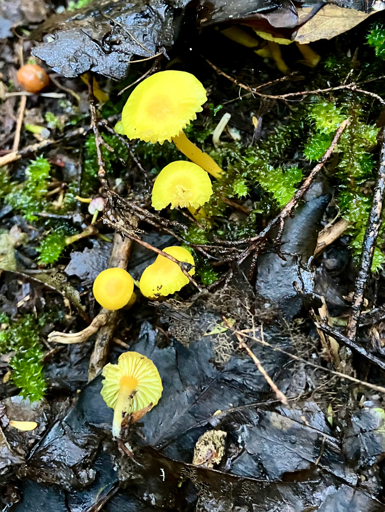 Gloioxanthomyces chromolimoneus · April 2025 · photo: © bihnz (iNaturalist, cc-by)