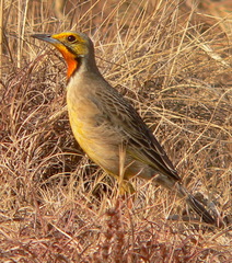 Macronyx capensis colletti