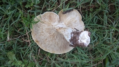 Macrocybe gigantea