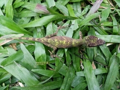 Pseudocalotes tympanistriga