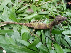 Pseudocalotes tympanistriga