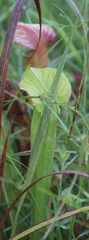 Sarracenia