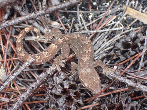 Lepidodactylus lugubris observed 2025-04-19