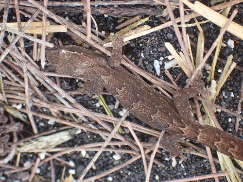 Lepidodactylus lugubris observed 2025-04-19