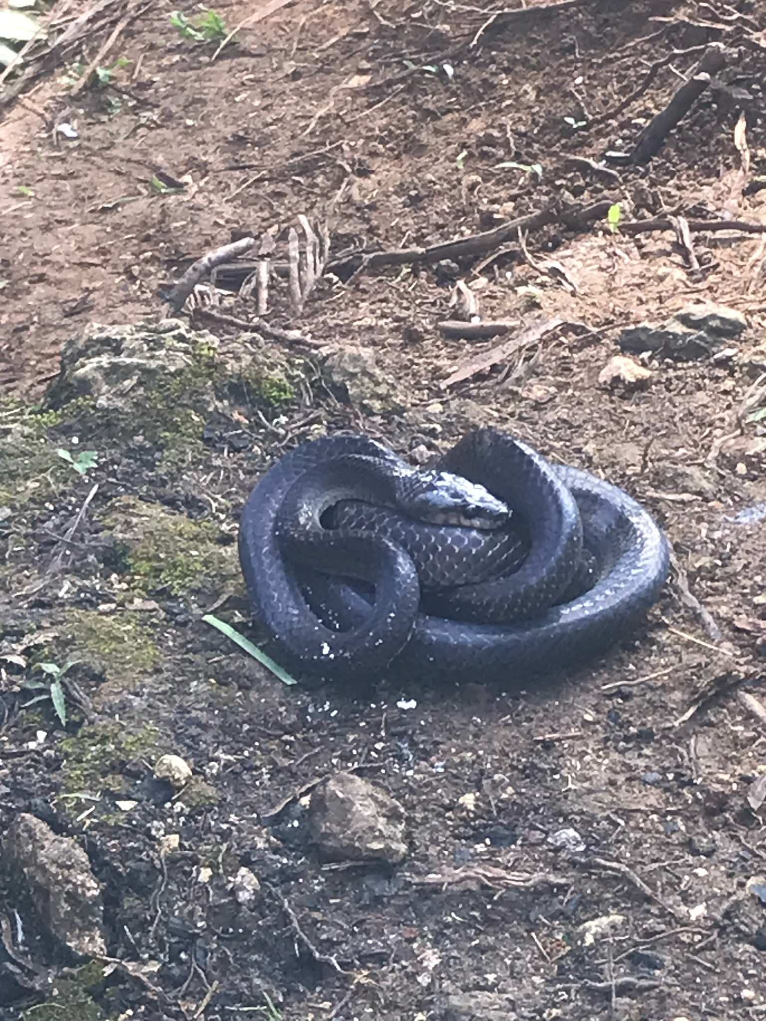 Muller's Wolf Snake photo 3