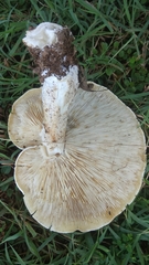 Macrocybe gigantea