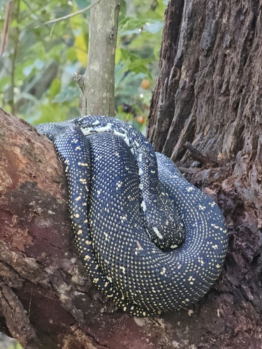 Diamond Python sighting