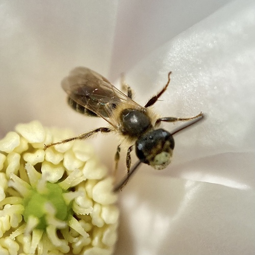 Miserable Mining Bee photo 5