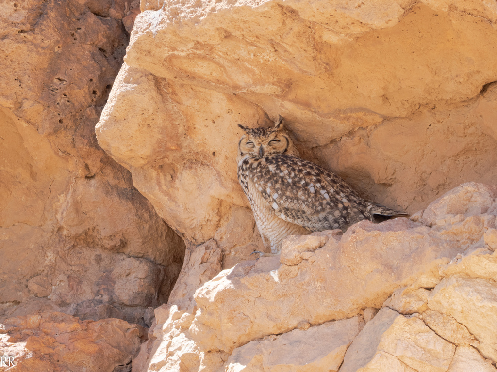 Bubo ascalaphus<br>14 April, 2025