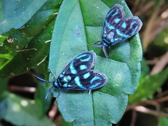 Clelea sapphirina