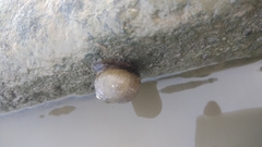 Ampullariidae