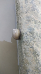 Ampullariidae