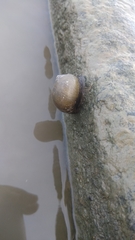 Ampullariidae