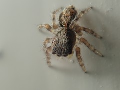 Pseudeuophrys lanigera