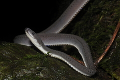 Xenodermus javanicus