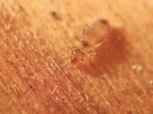 Booklouse
