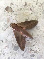 Theretra alecto