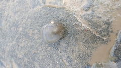 Ampullariidae