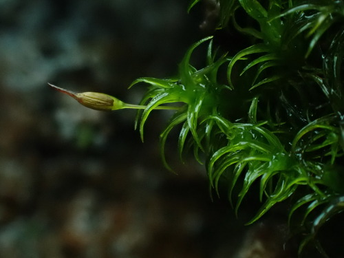 Ptychomitrium gardneri observed 2025-04-08