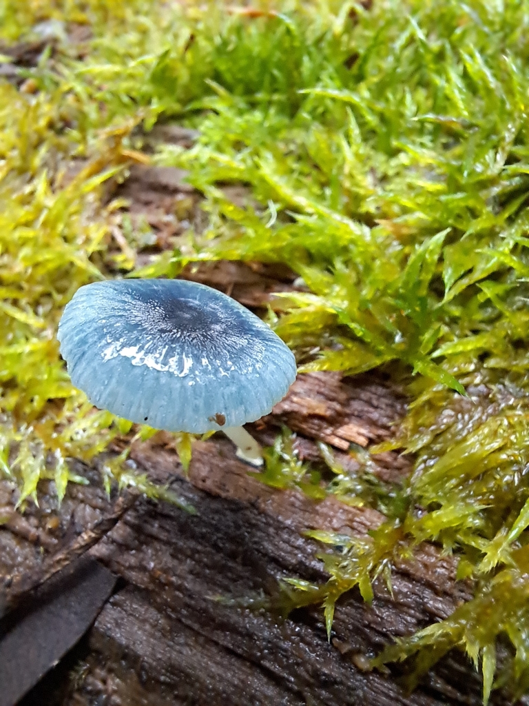 Mycena interrupta · April 2025 · photo: © corey_obrien (iNaturalist, cc-by)