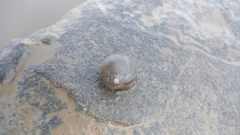 Ampullariidae