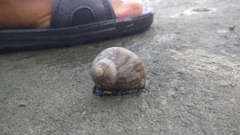 Neritina