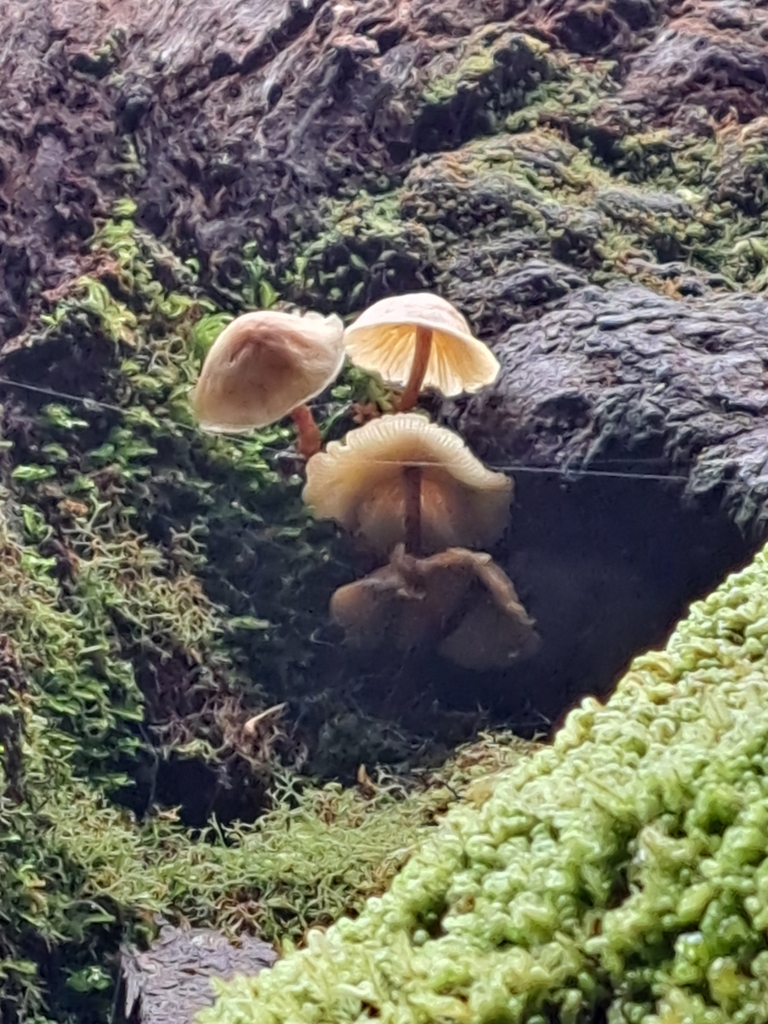 Rhodocollybia eucalyptorum · April 2025 · photo: © corey_obrien (iNaturalist, cc-by)