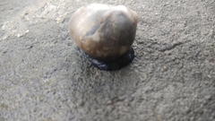 Neritina