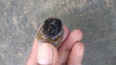 Neritina