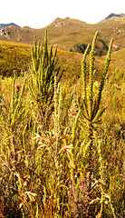 Erica unicolor