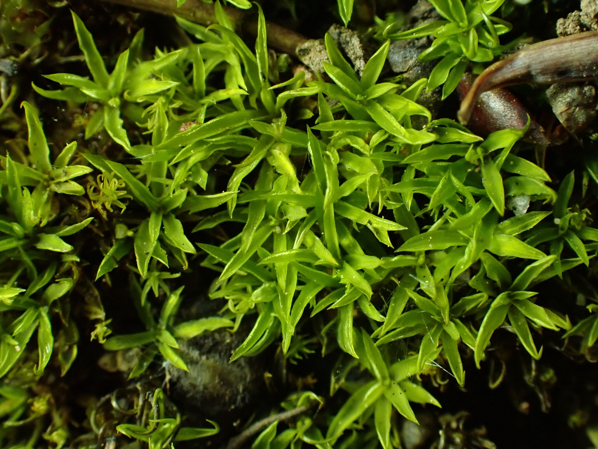 Timmiella crassinervis
