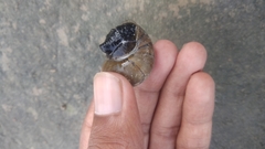 Neritina
