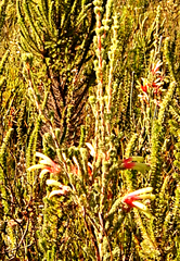 Erica unicolor