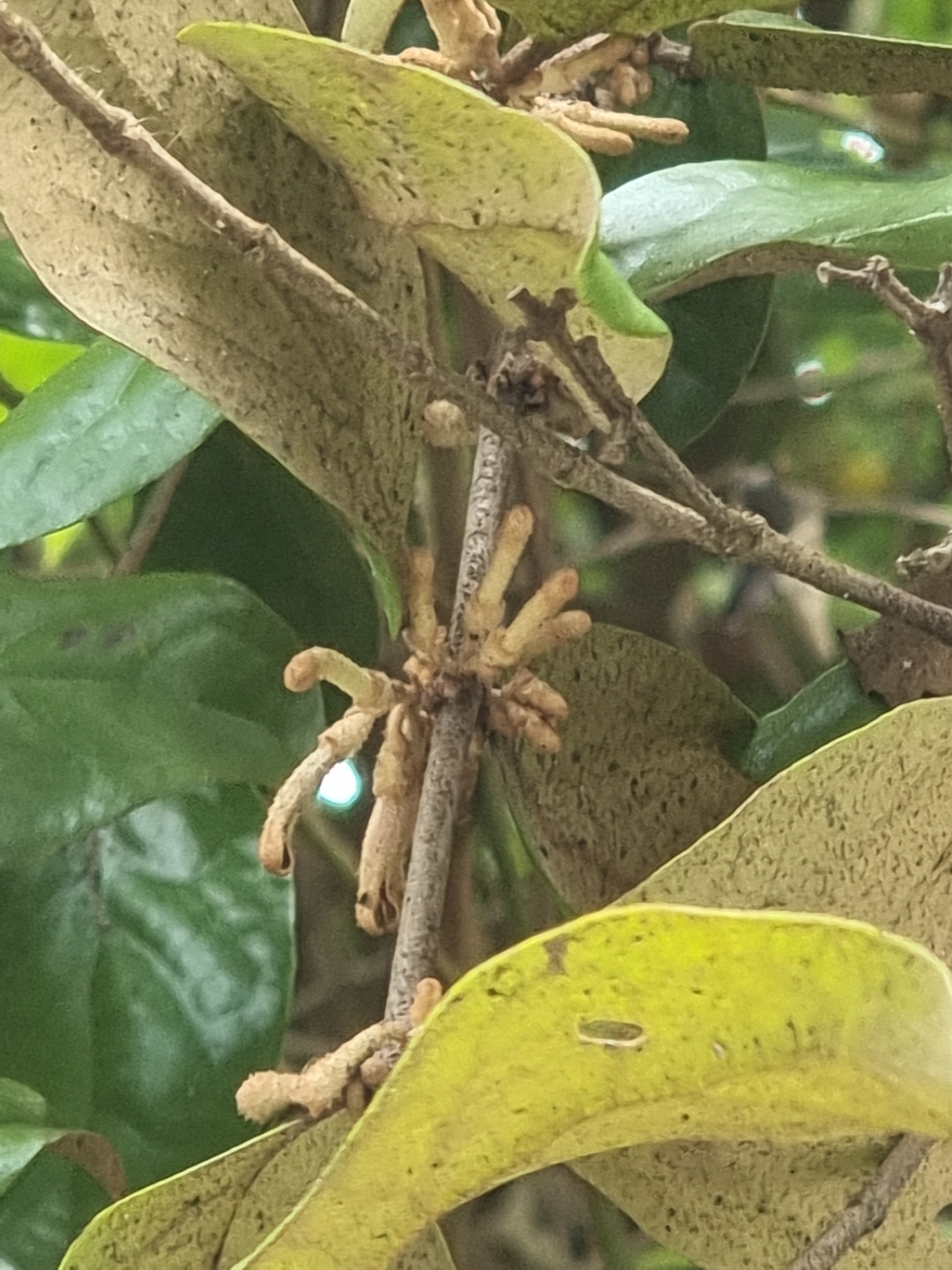 Scurrula ferruginea