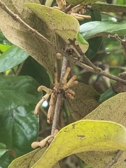 Scurrula ferruginea