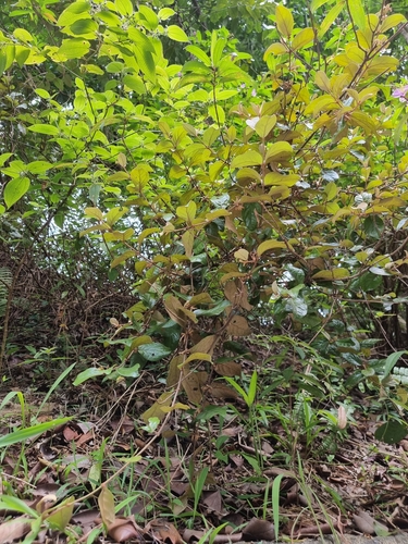 Scurrula ferruginea, photograph 2