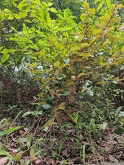 Scurrula ferruginea, photograph (c) Brandon Seah, some rights reserved (CC BY)