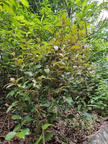 Scurrula ferruginea, photograph 3